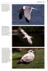Gulls of the World, Klaus Malling Olsen. A Photographic Guide